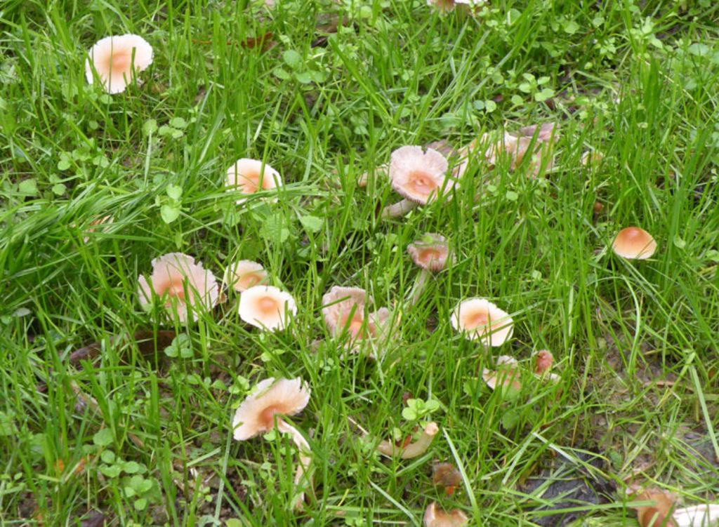 Inocybe (forse) con micro